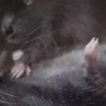 Ratón practicando primeros auxilios a un congénere