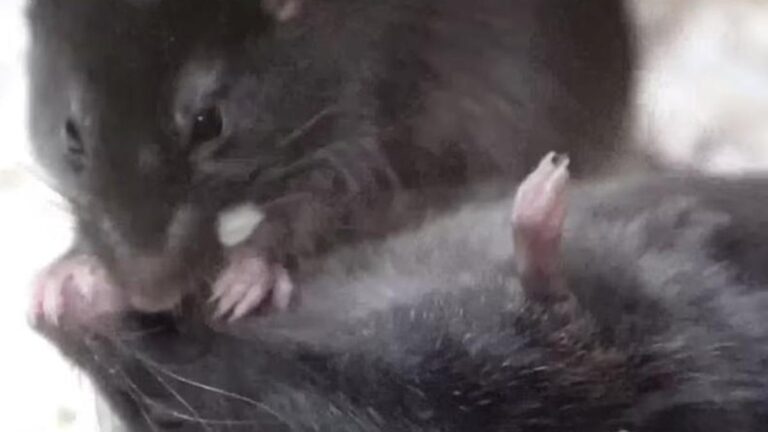 Ratón practicando primeros auxilios a un congénere