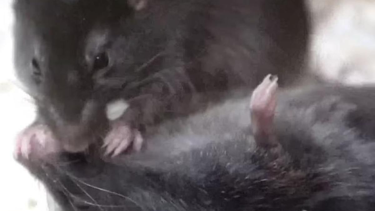 Ratón practicando primeros auxilios a un congénere