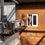 Caracats, híbridos entre caracales y gatos domésticos — Foto del Ministerio del Interior.