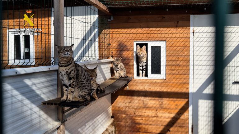 Caracats, híbridos entre caracales y gatos domésticos — Foto del Ministerio del Interior.