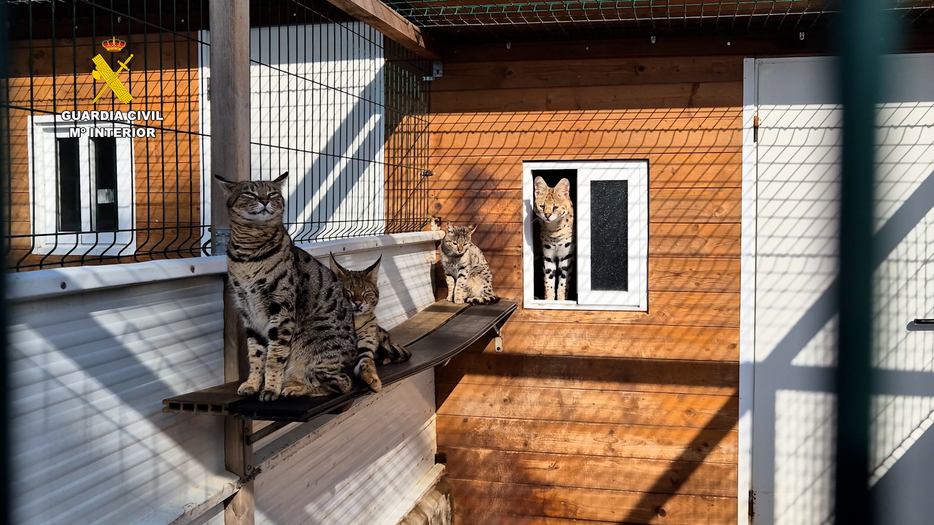 Caracats, híbridos entre caracales y gatos domésticos — Foto del Ministerio del Interior.