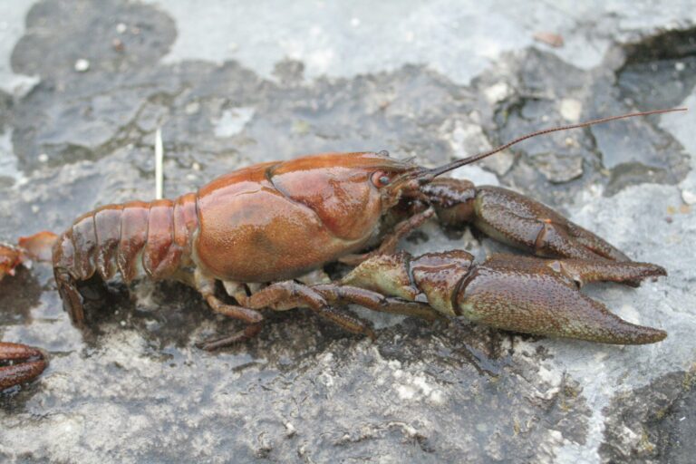 Austropotamobius pallipes — David Gerke (CC BY-SA 3,0) vía Wikimedia