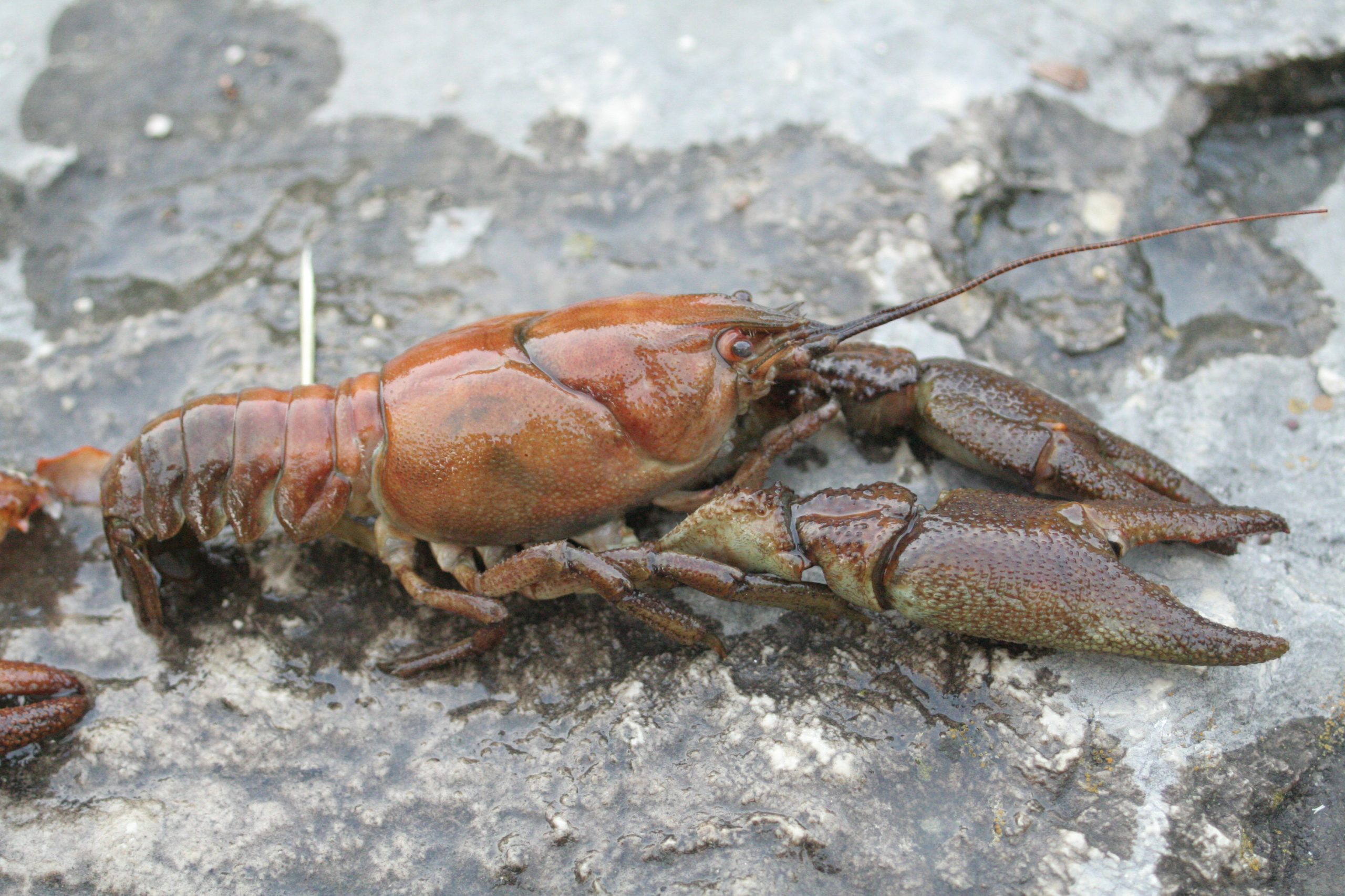 Austropotamobius pallipes — David Gerke (CC BY-SA 3,0) vía Wikimedia