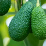 Aguacate