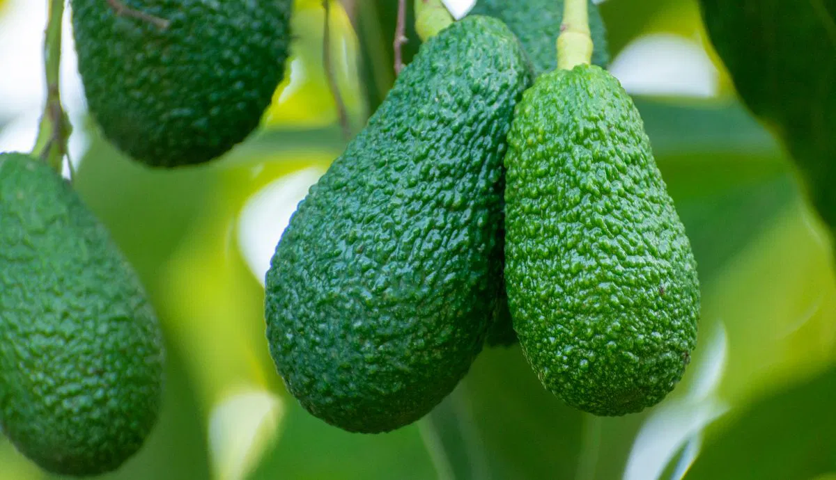 Aguacate