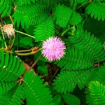 Mimosa pudica