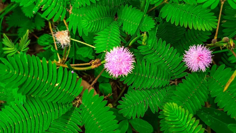 Mimosa pudica
