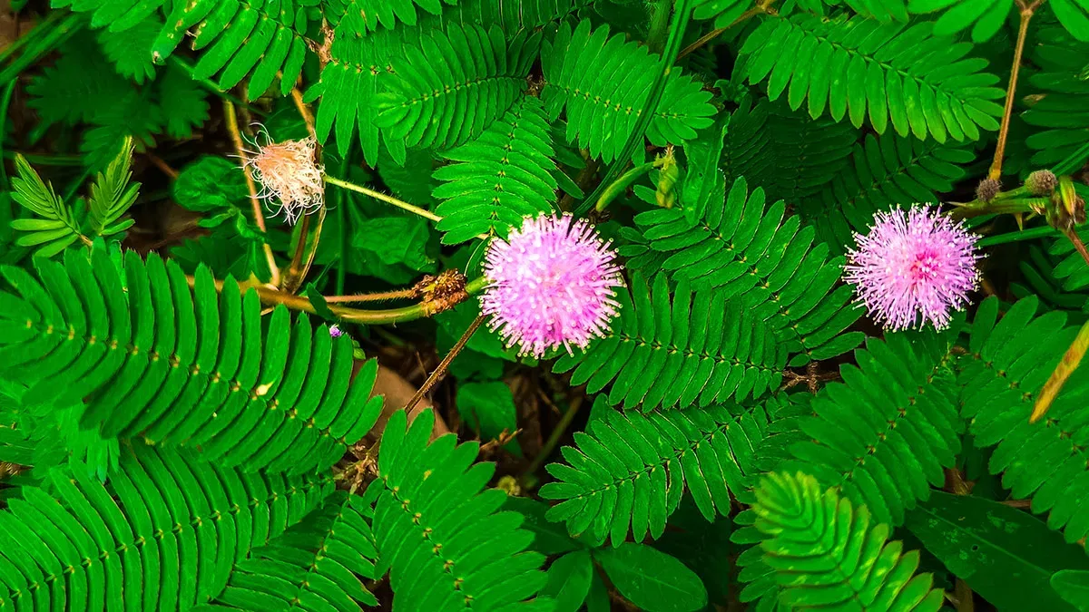 Mimosa pudica