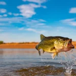 Black Bass