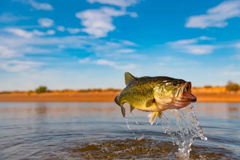 Black Bass
