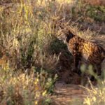 Lince ibérico en Doñana - Anne and Saturnino Miranda vía Pixabay