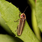 Photinus signaticollis -- CC-Lucas Rubio /Wikimedia