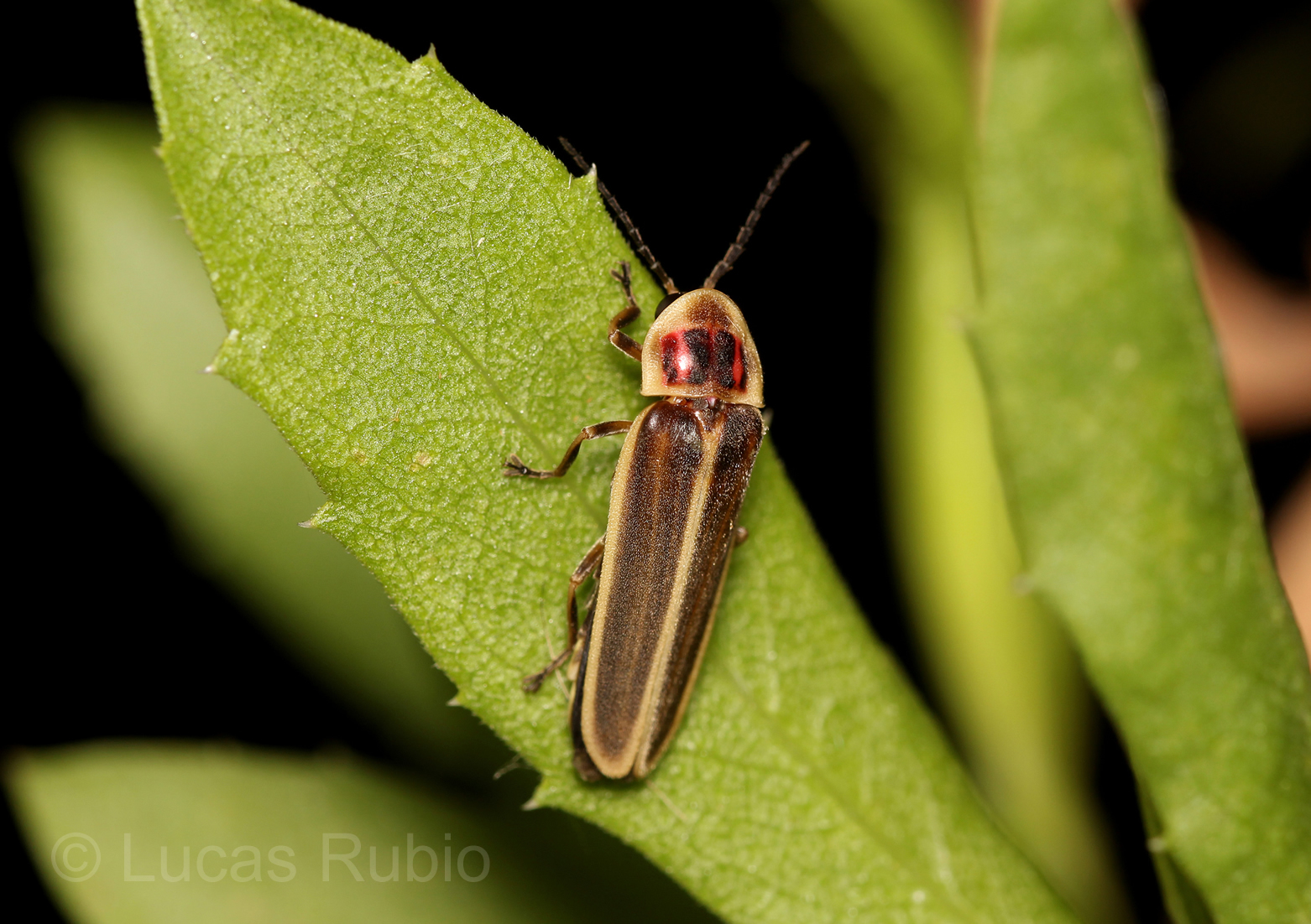 Photinus signaticollis -- CC-Lucas Rubio /Wikimedia