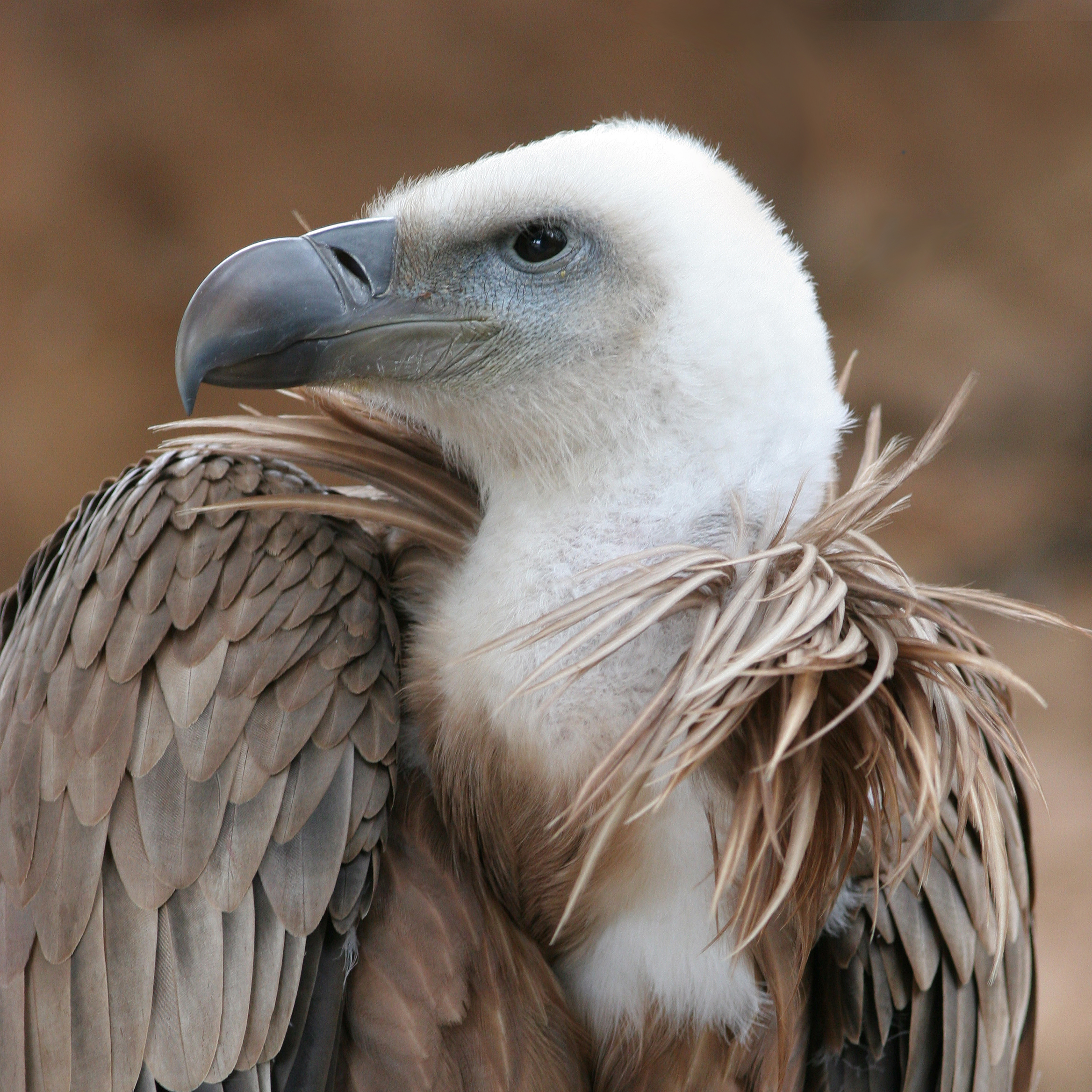 Buitre leonado -- CC- Thermos / Wikimedia