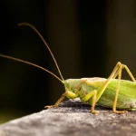 Un saltamontes, típico estridulador de las noches de verano