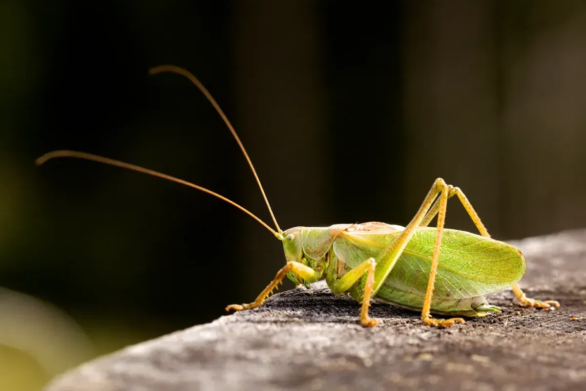 Un saltamontes, típico estridulador de las noches de verano