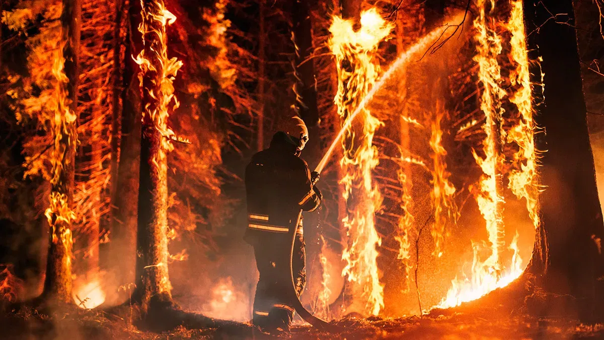 Incendios forestales: un problema bajo la alfombra {Yorokobu}