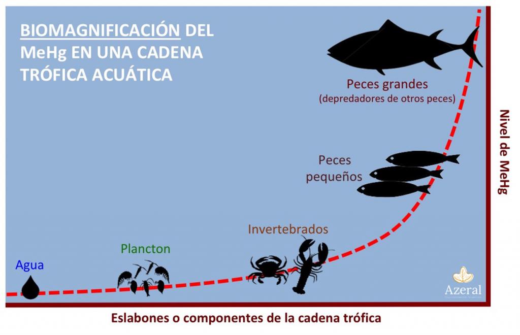 Gráfica que muestra el proceso de biomagnificación tal y como se ha explicado en el texto.